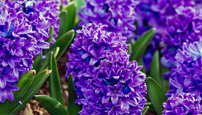 fragility, no people, close-up, flower, flower head, plant, springtime, vulnerability, hyacinthus, plant part, full frame, petal, flowerbed, inflorescence
