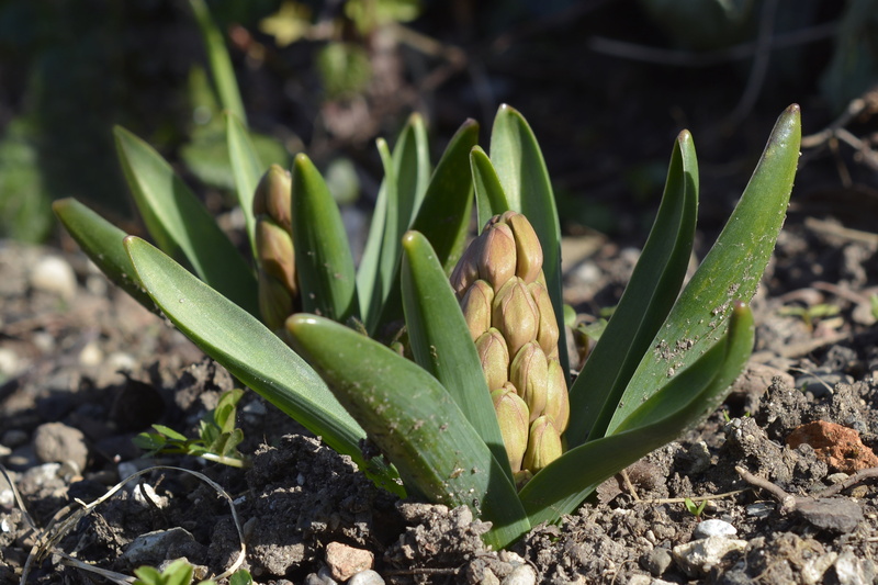 close-up, bud, food and drink, focus on foreground, succulent plant, garden hyacinth, growth, healthy eating, leaf, hyacinth, beginnings, field, land, spring