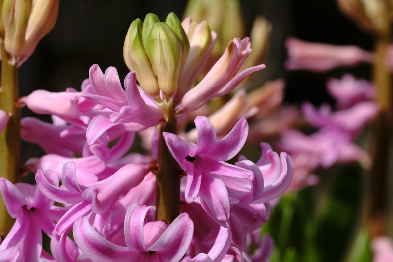 flowering plant, bouquet, beauty in nature, plant, close-up, outdoors, pink color, no people, flower head, inflorescence, petal, botany, day, focus on foreground