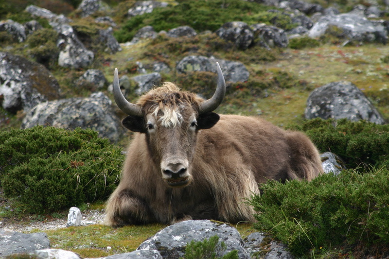 animal themes, rock - object, Yak, plant, horned, day, domestic, livestock, 2K, pets, Himalaya, land, focus on foreground, herbivorous, grass, field, animal