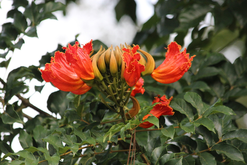growth, fragility, no people, vulnerability, flower, inflorescence, freshness, flowering branch, petal, spatodeja nut produced, day, leaf, scarlet flowers