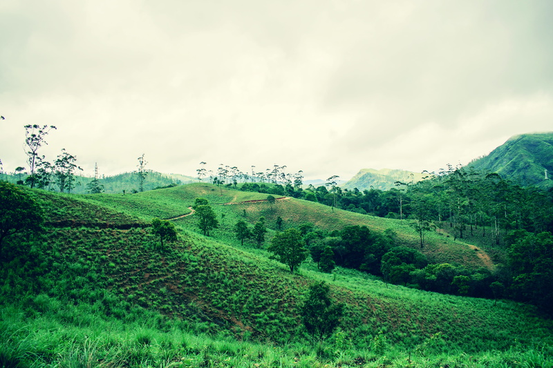 high, india, day, beauty in nature, no people, land, field, tranquility, nature, offroad, cloud - sky, growth, periyar, rural scene, green, outdoors, 5K