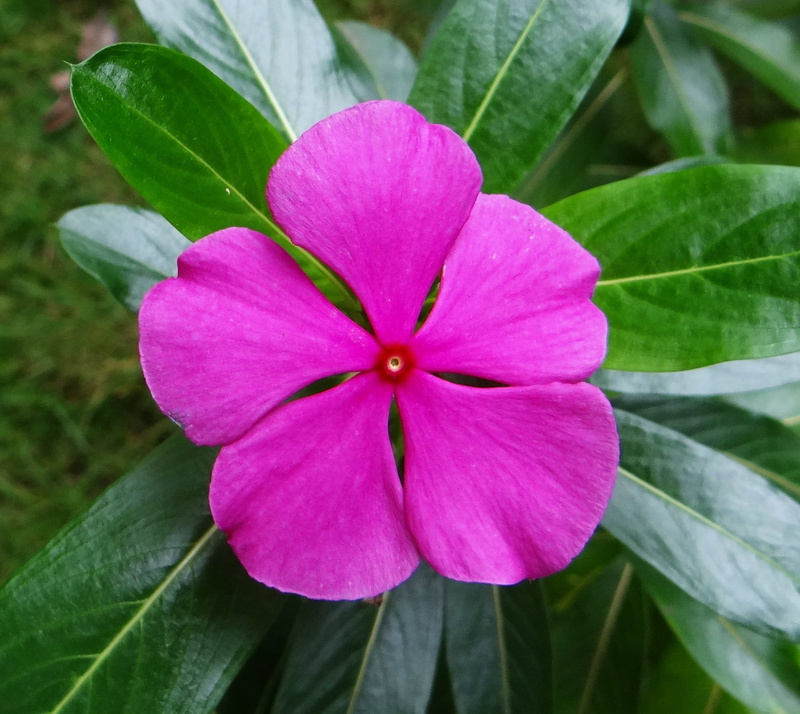 1080P, pink color, freshness, dharwad, flower, close-up, vulnerability, petal, beauty in nature, no people, flower head, growth, inflorescence, periwinkle