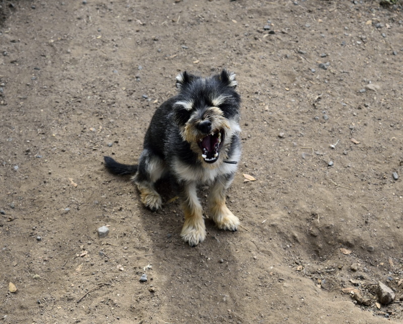 portrait, day, mammal, land, canine, australia, vertebrate, growl, 2K, dog, outdoors, one animal, high angle view, domestic, attitude, pets, moxy, domestic animals