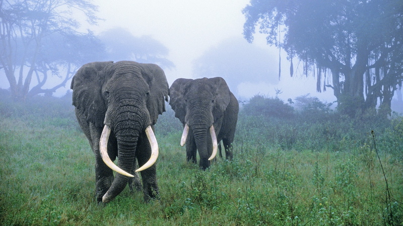 african, forests, tanzania, forest, documentary, elephants, photography, area, 1080P, animals, nature, x, art, hd