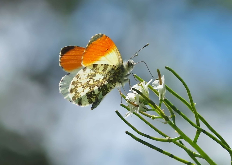 sky, focus on foreground, insect, fragility, growth, close-up, butterfly - insect, pollination, males, animal themes, flowering plant, flower head, invertebrate
