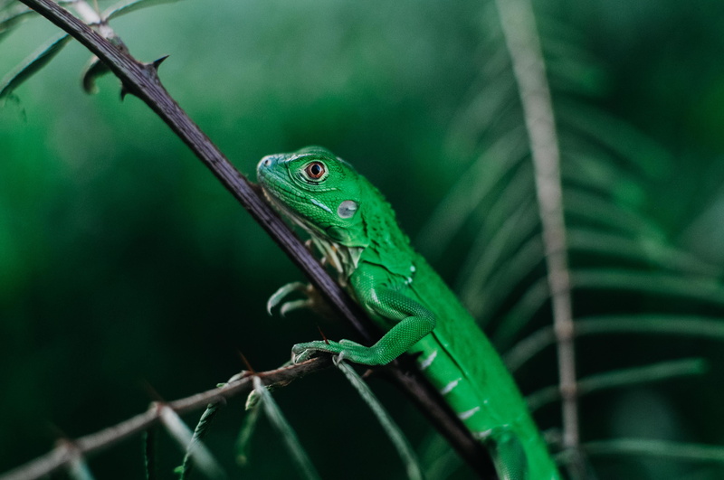aloe, nature, animals in the wild, animal wildlife, animal scale, animal head, reptile, costa rica, animal, insect, red, iguana, leaf, documentary, anole