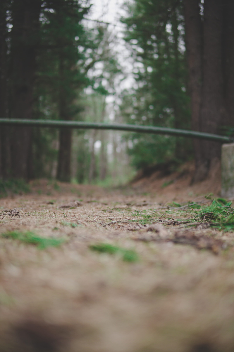 selective focus, road, tree trunk, plant, direction, reptile, tree, vegetation, non-urban scene, growth, rock python, crawling, animal, trail, surface level