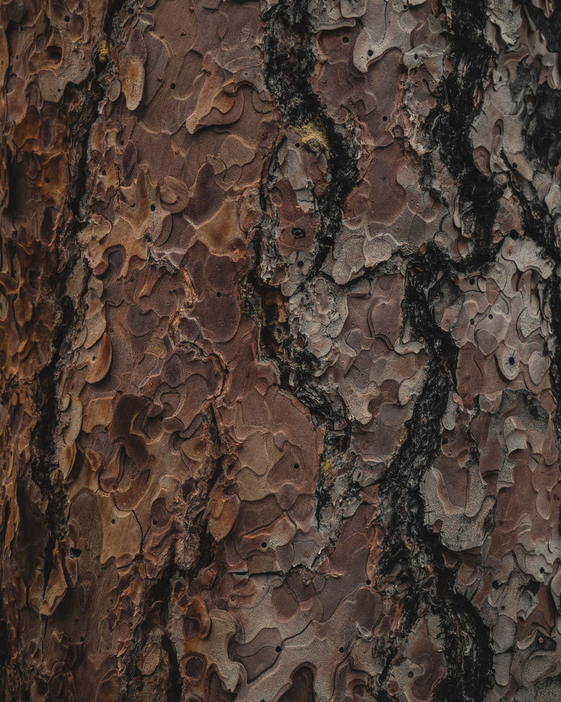 built structure, full frame, outdoors, brown, tree trunk, arbre, bark, painting, natural pattern, 4K, no people, textured, vegetal, weathered, trunk, growth