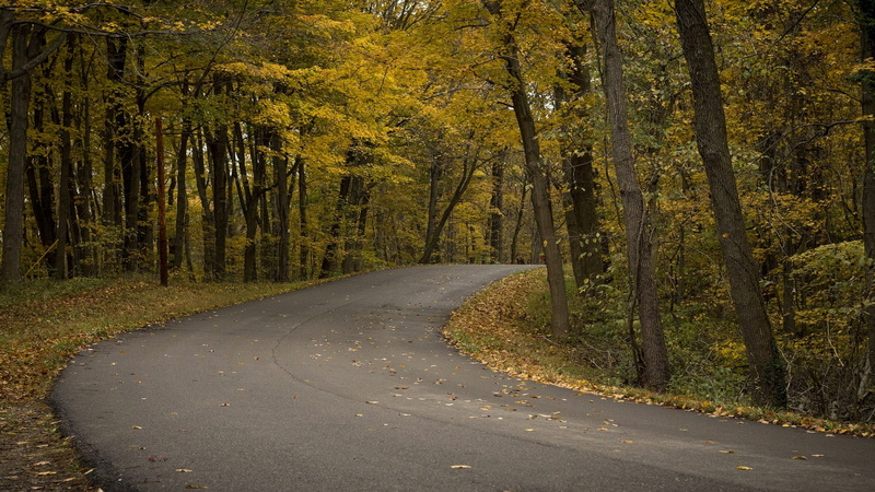 landscape, relax, autumn, asphalt, direction, empty road, land, tree branches, no people, trees, undergrowth, scenics - nature, trunk, 1080P, tranquility