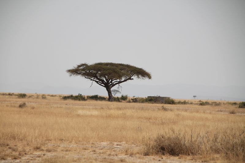 arid climate, plant, climate, ecology, nature, loney, scenics - nature, outdoors, kenia, wildlife, national, horizon, kenya, land, outdoor, environment