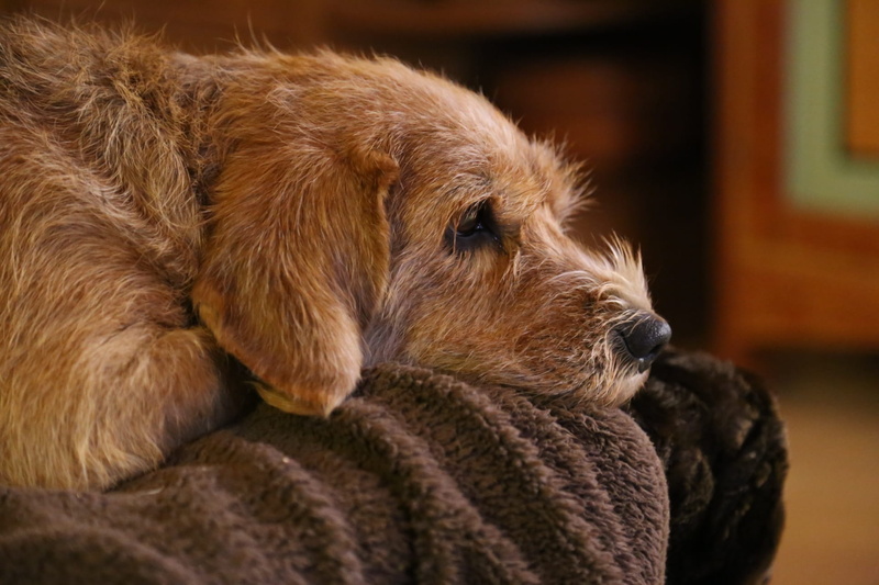 focus on foreground, 1080P, animal themes, nos, one animal, no people, pets, rest, Animals, retriever, animal body part, animal hair, Dog, animal, Brown