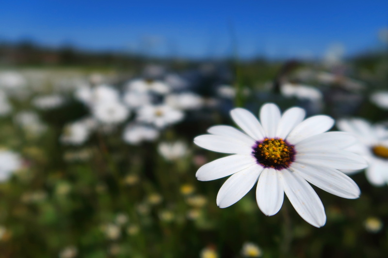 explore, flowering plant, white, fragility, blue, petal, freshness, spring, growth, south africa, pollen, close-up, hiking, canon, flowers, 5K, outside