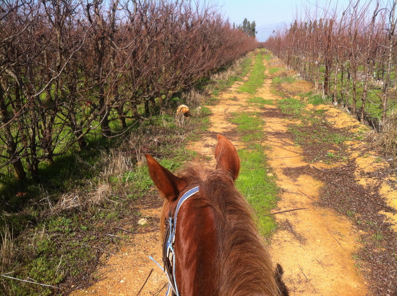 livestock, cape town, no people, land, animal wildlife, horse riding, dom, wine, tress, field, south africa, tree, one animal, vertebrate, wine farm, way