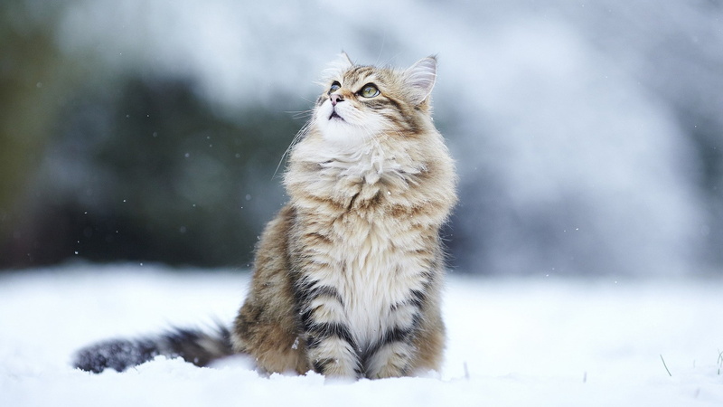 snowing, animals, winter, whisker, no people, looking up, focus on foreground, snow, domestic animals, 1080P, domestic cat, animal themes, domestic, cold temperature
