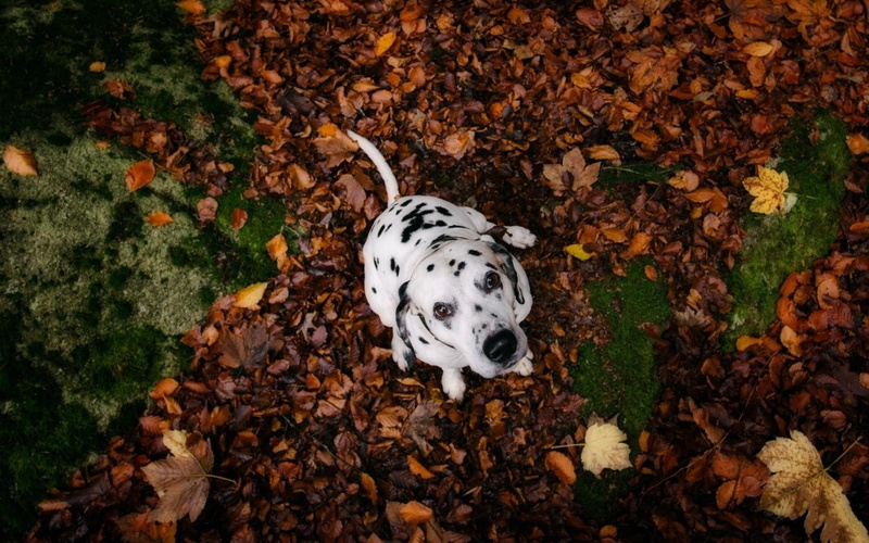spotted, dalmatian dog, day, Dalmatian, high angle view, mammal, animal themes, dog, animal, domestic animals, animals, autumn, outdoors, canine, no people