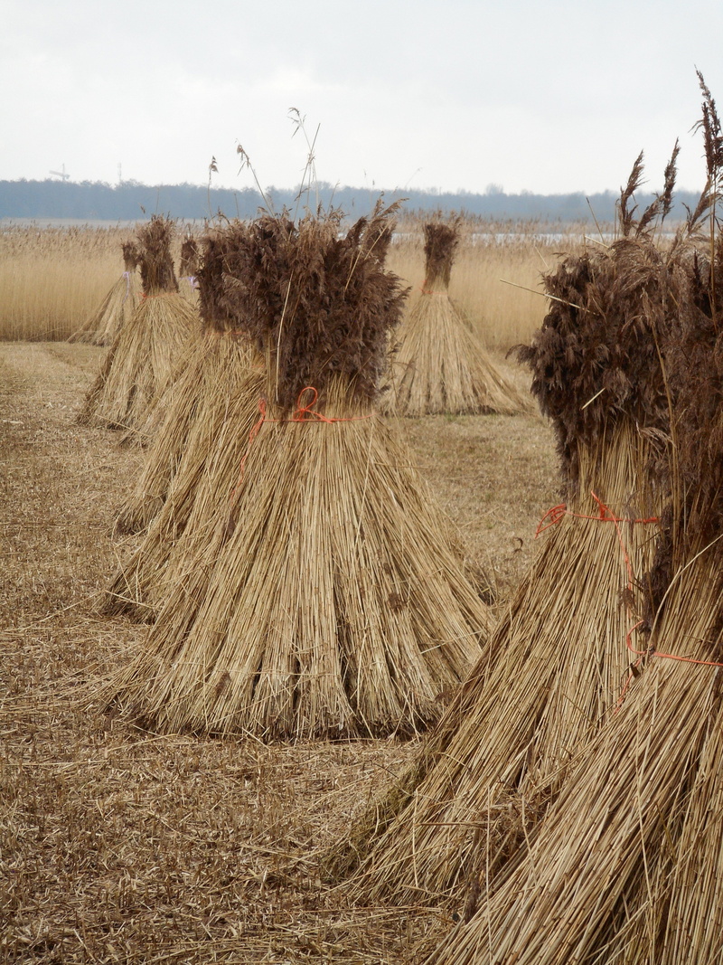 agriculture, environment, weerribben-wieden, tree, field, outdoors, Weed, sky, land, landscape, scenics - nature, Swamp, Cane, day, Nature, cereal plant