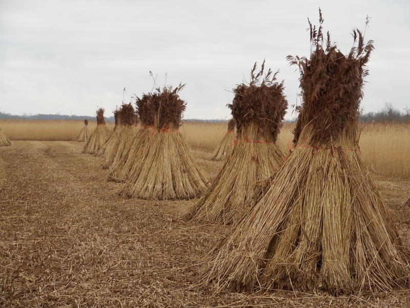 plant, agriculture, farm, Reed, Harvest, field, rural scene, weerribben-wieden, Nature, cane harvest, Cane, land, beauty in nature, weed, environment, scenics - nature