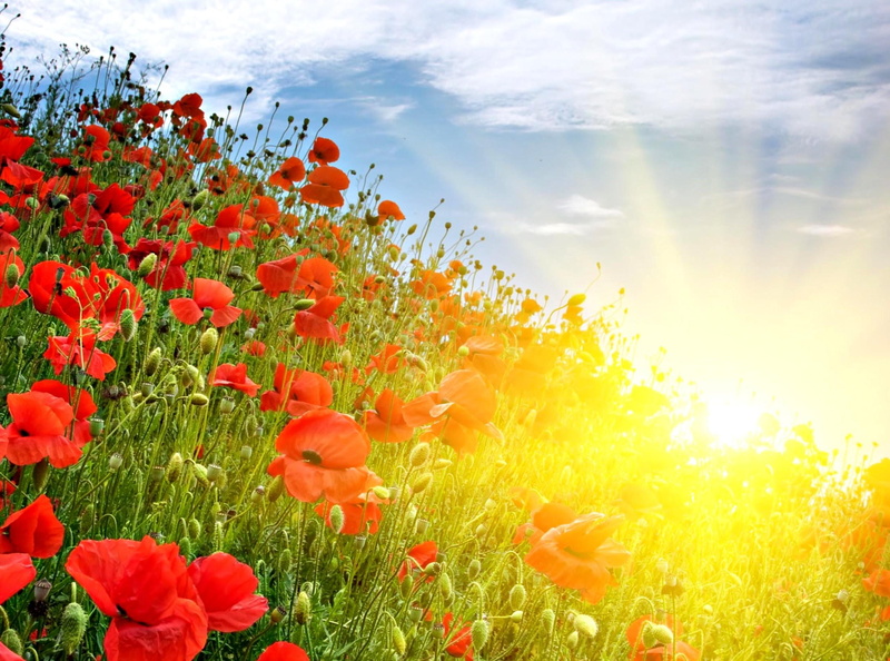 scenics, field, land, grass, wildflower, meadow, summer, multi Colored, yellow, flower, day, agriculture, sunlight, idyllic, horizon Over Land, orange color