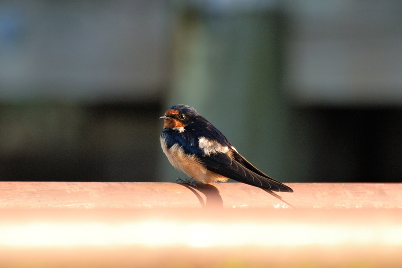 selective focus, no people, side view, barn swallow, songbird, water, breeding bird, sparrow, focus on foreground, animal themes, outdoors, schwalbe, animals in the wild