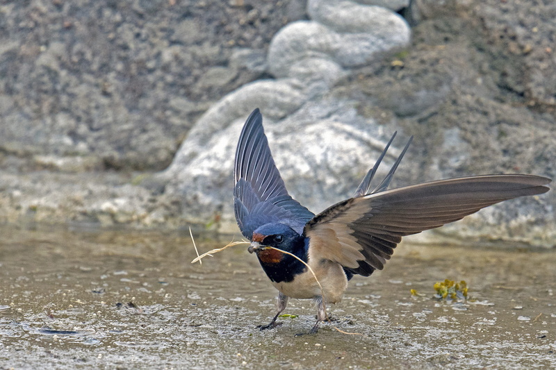 barn swallow, animal wildlife, nature, flying, close-up, outdoors, no people, vertebrate, animal themes, beauty in nature, spread wings, focus on foreground