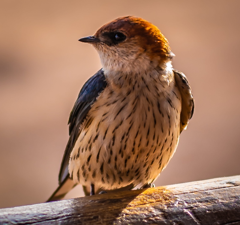 south africa, iridescent, animals in the wild, animal, colorful, animal world, perching, close up, barn swallow, 5K, feather, schwalbe, one animal, sunlight