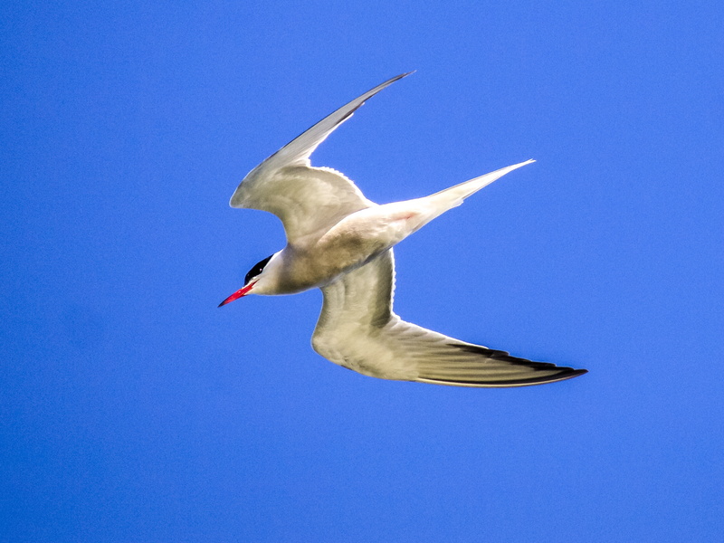 animals in the wild, mid-air, animal, one animal, water bird, sky, blue, copy space, animal wildlife, day, 4K, seagull, motion, low angle view, animal themes