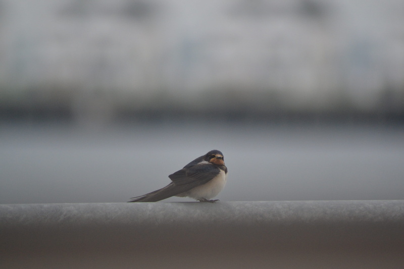 outdoors, wall, no people, sparrow, vertebrate, migratory bird, full length, animals in the wild, bird, animal wildlife, close-up, focus on foreground