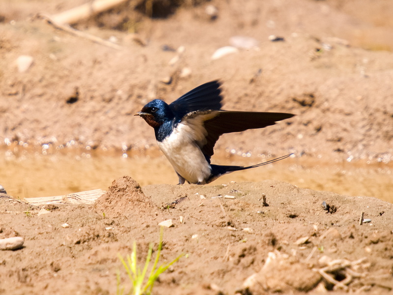Bird, 4K, outdoors, vertebrate, full length, flying, animal themes, selective focus, field, spread wings, side view, no people, one animal, Animal, day