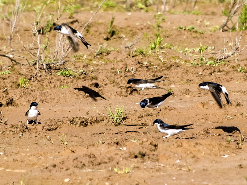 large group of animals, animals And Pets, Animal, animals In The Wild, land, animal themes, martin, flock of birds, ground, Bird, group of animals, day