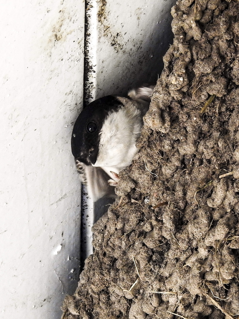 animal, domestic animals, cat, pets, nest, no people, 5K, day, domestic, feline, animals in the wild, animal themes, vertebrate, wall - building feature