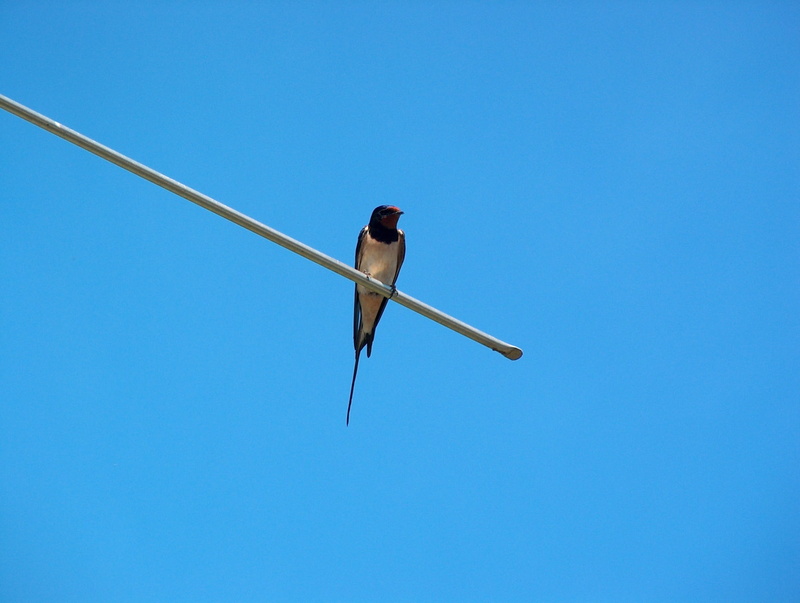 perching, Bird, blue, vertebrate, colored background, animal wildlife, wildlife, sky, flying, Schwalbe, animal themes, metal, one animal, Animal, no people