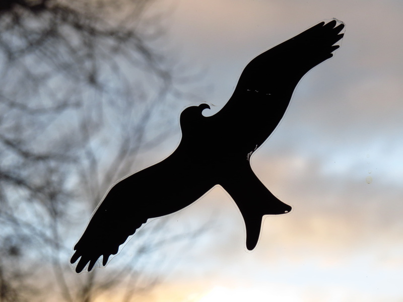 animal, silhouette, motion, animal body part, disc, sticker, animal themes, Window, Bird, sky, black, animals in the wild, outdoors, no people, Pane, outline
