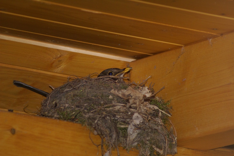 hungry, animal themes, wood - material, bird nest, 4K, high angle view, ceiling, birds nest, breed, animals in the wild, animal wildlife, schwalbe, animal head