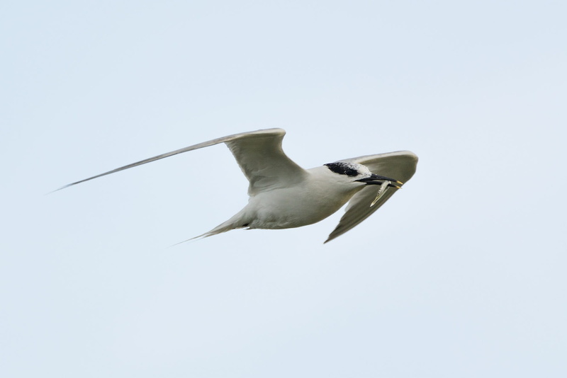 low angle view, spread wings, marine, full length, seevogel, arctic tern, hunting, outdoors, bird, sky, animals in the wild, one animal, animal, clear sky