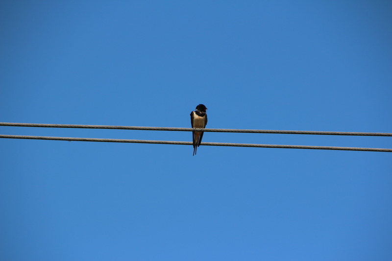 vertebrate, electricity, bird, spring, lines, outdoors, perching, connection, one animal, power supply, nature, 5K, clear sky, blue, animal themes, day