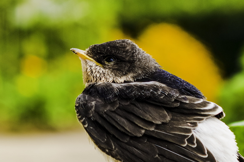 martin, bird, 2K, bill, small, animals in the wild, close up, no people, beak, day, animal head, raven - bird, one animal, young, summer, schwalbe, feather