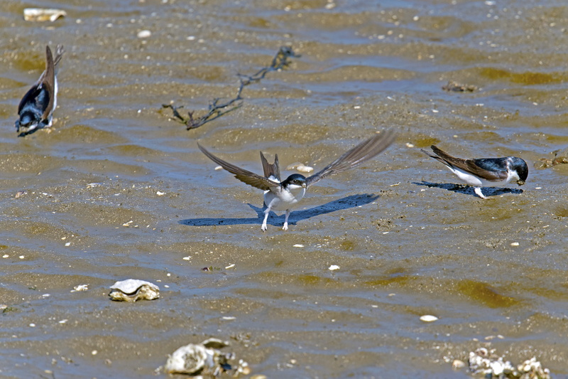 5K, north sea, martins, vertebrate, outdoors, animal wildlife, beauty in nature, group of animals, bird, land, animals in the wild, animal, nature, lake