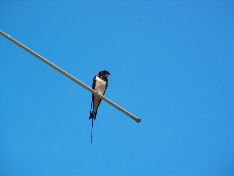 bird Watching, beak, blue, feather, outdoors, electricity, day, copy space, Schwalbe, Bird, Antenna, no people, vertebrate, animals in the wild, wildlife