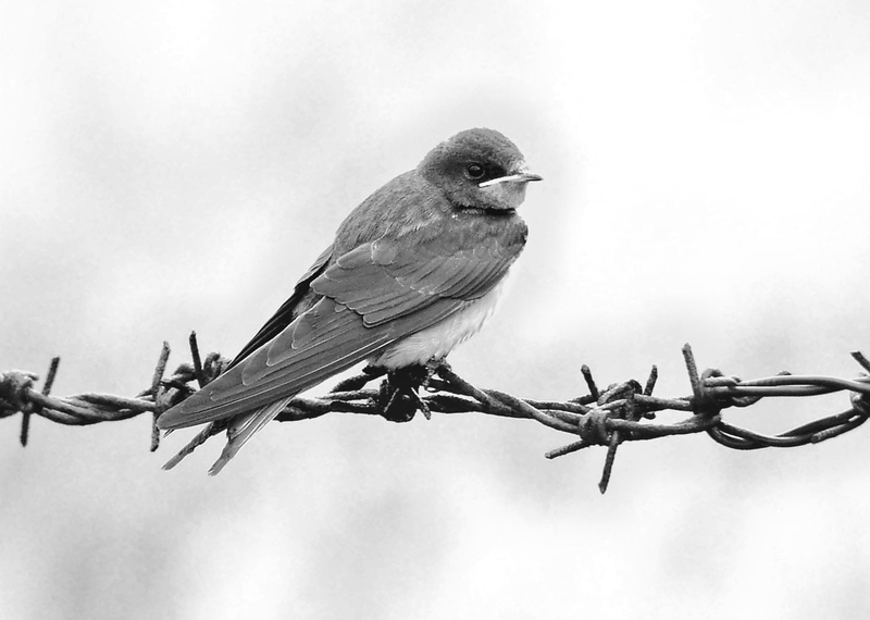 grayscale, bird, white, wildlife photography, barbwire, photography, schwalbe, martin, day, swallow, small, animal world, cute, animal wildlife, sky, fence