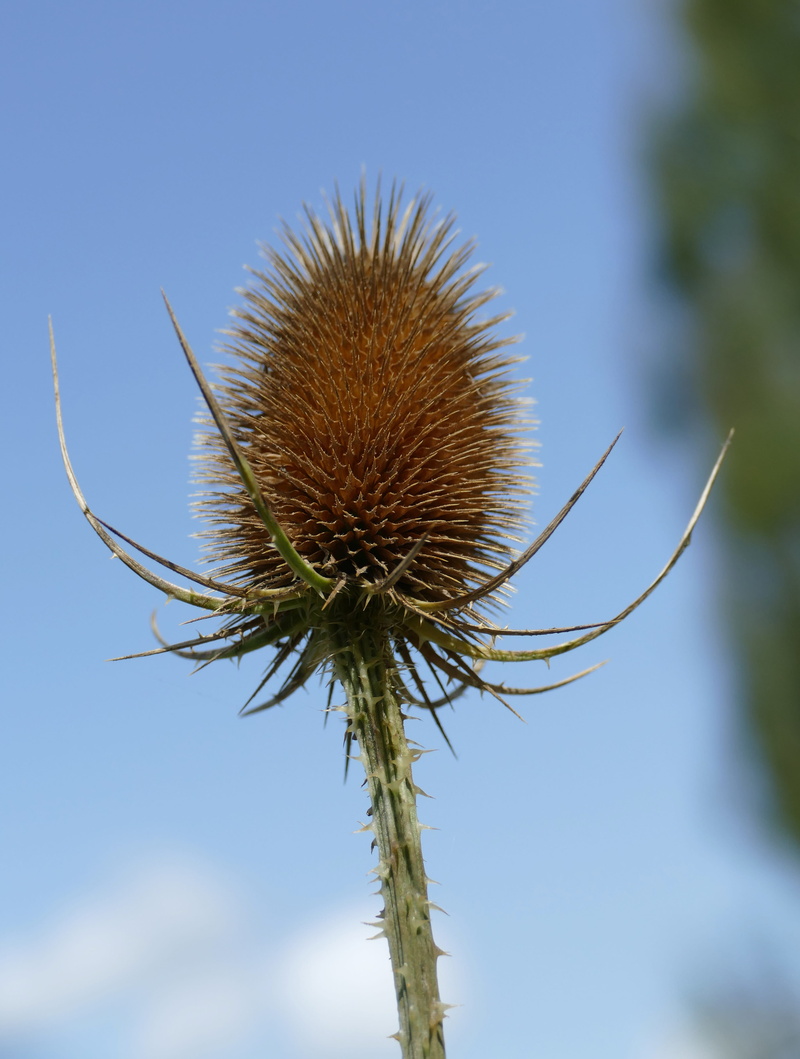 food, plant stem, focus on foreground, freshness, spiked, beauty in nature, 4K, close-up, wild teasel, thistle, sepal, sky, day, food and drink, flower