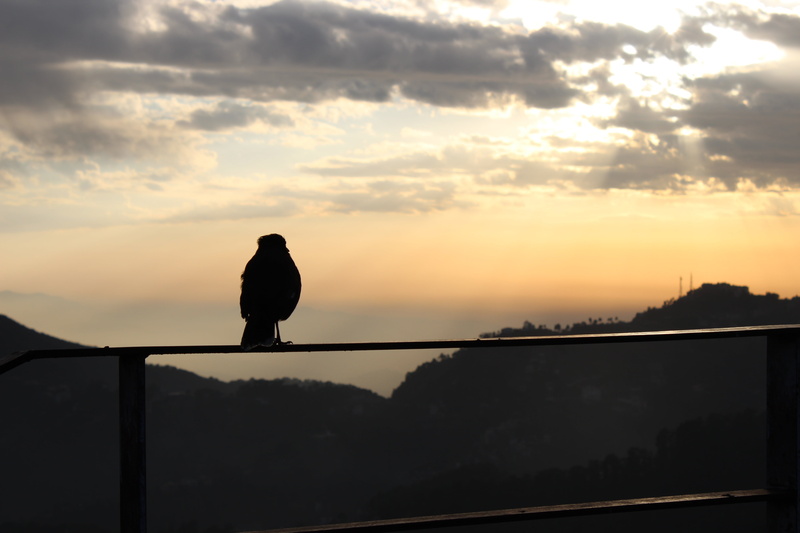perching, no people, sunset, birds, orange color, animals in the wild, one animal, silhouette, cloud - sky, nature, animal, scene, animal themes, bird