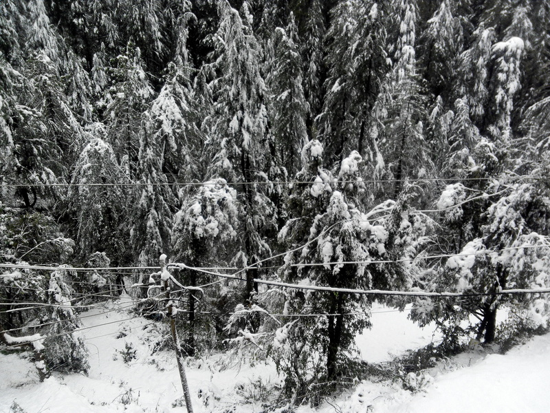 no people, flow in, plant, land, tranquility, shimla, growth, coniferous tree, winter, day, snowing, tree, scenics - nature, forest, the ice, non-urban scene
