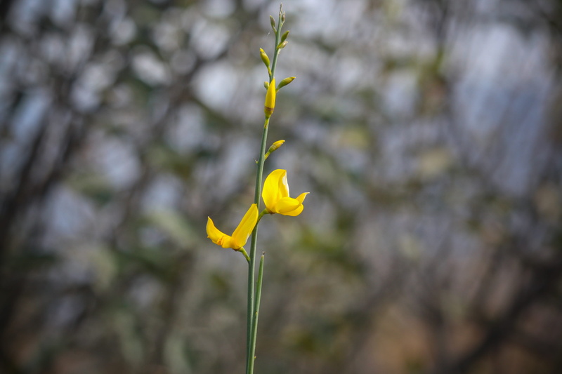 mountain, trip, vulnerability, outdoor, agriculture, freshness, yellow, focus on foreground, petal, bush, nature, 4K, gardening, flower head, scene, outdoors
