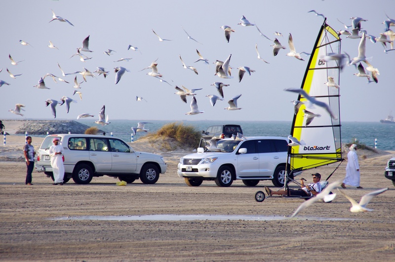 sheikhs, transportation, dubai, animal, sky, road, water, animal themes, flock of birds, 1080P, birds, day, animal wildlife, large group of animals, land vehicle