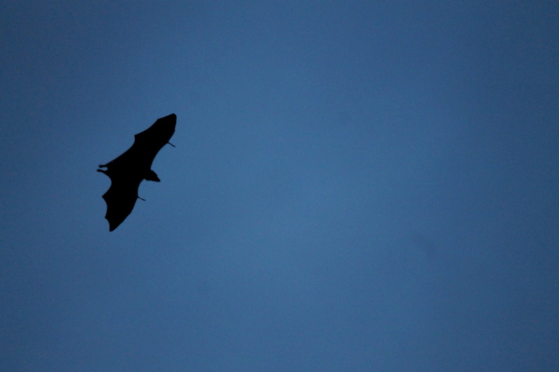 animals in the wild, no people, low angle view, outdoors, blue, mid-air, Bat, high fly, one animal, nature, 4K, height, Migrating, animal themes, Fly