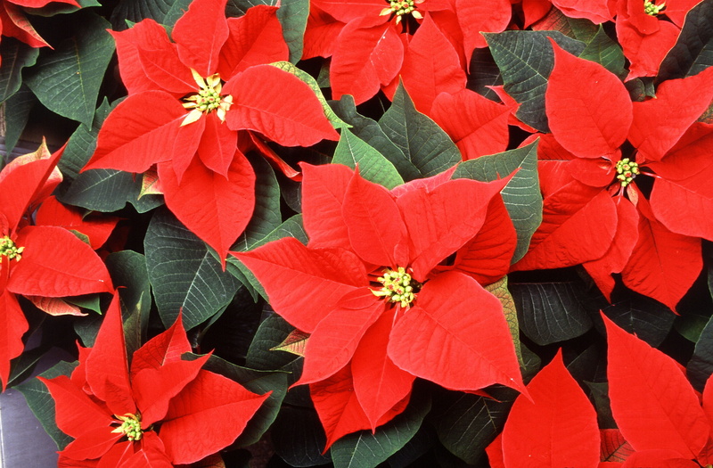 nature, 2K, close-up, euphorbia pulcherrima, holiday, red, decorative, Poinsettia, high angle view, flower, pollen, Christmas, vulnerability, decoration