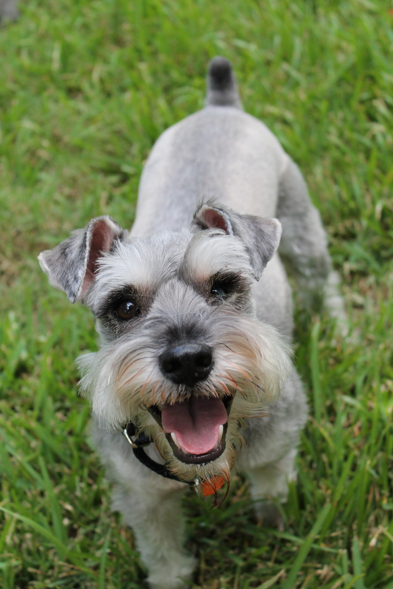 Animal, gray, looking at camera, dog, terrier, domestic Animals, day, happiness, lifestyles, one animal, mammal, schnauzer, miniature, field, Miniature Schnauzer