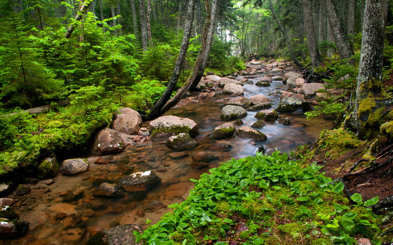 vegetation, resolution, downloading, small, beauty in nature, river, hd, green color, plant, flowing, clear, trees, green, nature, tranquility