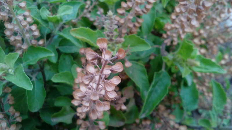 close-up, freshness, growth, plant part, flower, tulsi, fragility, outdoors, nature, focus on foreground, day, flower head, flowering plant, beauty in nature